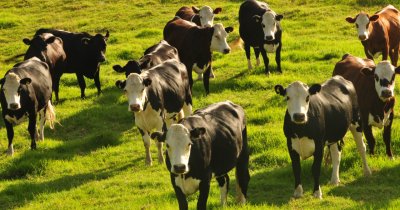 Noua Zeelandă, taxă pe ....râgâitul vacilor și oilor pentru reducerea metanului