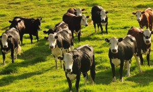 New Zealand wants to tax ….cow and sheep burps to reduce greenhouse gases