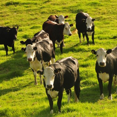 New Zealand wants to tax ….cow and sheep burps to reduce greenhouse gases