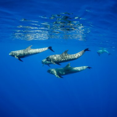 Reducerea zgomotului din mări și oceane, esențială pentru ecosistemele marine