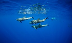 Reducing noise levels in seas and oceans, essential for marine ecosystems
