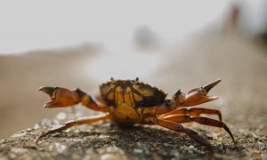 European green crab, turned into whiskey to protect marine ecosystems