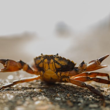 European green crab, turned into whiskey to protect marine ecosystems