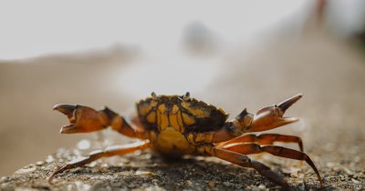 European green crab, turned into whiskey to protect marine ecosystems