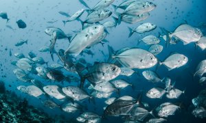 Roboții-pește ne-ar putea ajuta să reducem plasticul din oceane