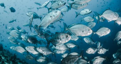 Roboții-pește ne-ar putea ajuta să reducem plasticul din oceane