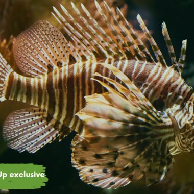 Inversa, the US startup that catches lionfish to bring a sustainable alternative to leather