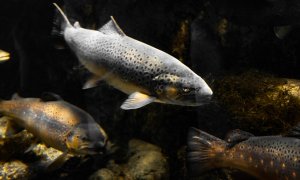 Fish passes can help migrating species reach vital destinations