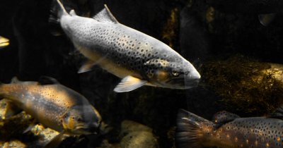 Fish passes can help migrating species reach vital destinations