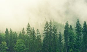 Over a quarter of the world's tree species could soon go extinct