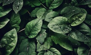 A team of researchers found a way to reduce the water consumption of plants