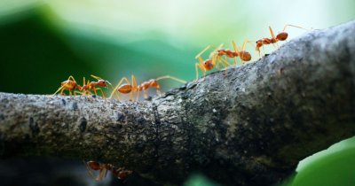Ants can be the unexpected help for agriculture crop protection