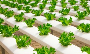 How vertical farms can revolutionize traditional agriculture