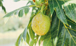 Breadfruit could be the solution to the food crisis in drought affected areas
