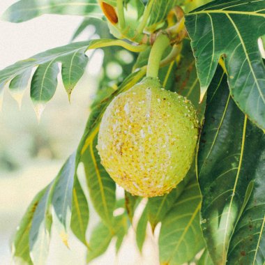 Breadfruit could be the solution to the food crisis in drought affected areas