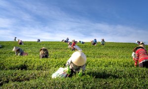 Over harvesting wild plants, an imminent danger for the ecosystems