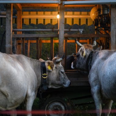 Switzerland could have been the first country in the world to ban factory farming