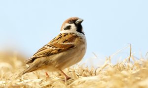 Jumătate din speciile de păsări din lume, în pericol din cauza defrișărilor