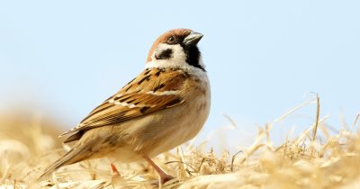 Jumătate din speciile de păsări din lume, în pericol din cauza defrișărilor