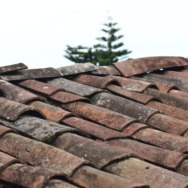 Cum ne pot ajuta ciupercile să reciclăm acoperișurile vechi