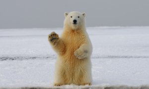 WWF report: Wildlife populations plummet by 69%