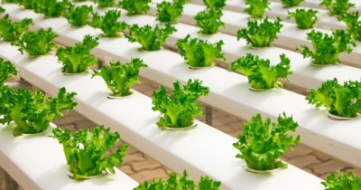Why LED lights systems can be the future of the food industry