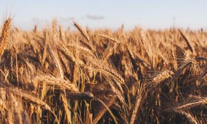 Paiele de grâu, următoarea sursă sustenabilă de alimentare cu energie. Iată cum