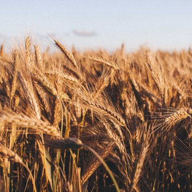 Paiele de grâu, următoarea sursă sustenabilă de alimentare cu energie. Iată cum