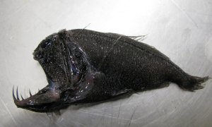 Deep sea-fish species are in danger because of warming oceans