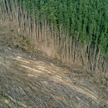 EU countries ban the import of products linked to deforestation