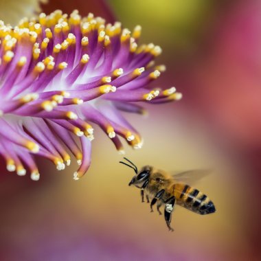 Cercetătorii au creat primul vaccin pentru albine din lume