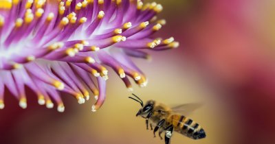 Cercetătorii au creat primul vaccin pentru albine din lume