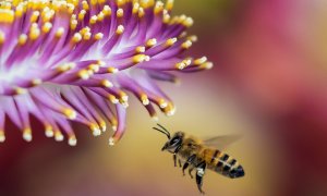 First commercial available vaccine for honeybees brings hope