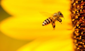 Măsurile Europei pentru salvarea albinelor