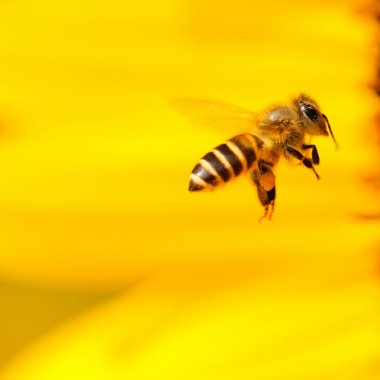 Europe’s measures to save the bees