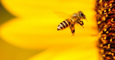 Europe’s measures to save the bees