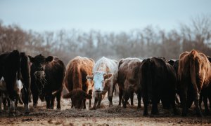 Un start-up finanțat de Bill Gates vrea să reducă emisiile de metan de la vaci