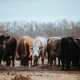A new startup backed by Bill Gates aims to reduce cow-related emissions