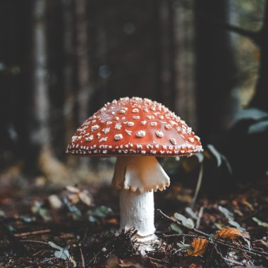 Mushrooms can help us remove large chunks of carbon, scientists say