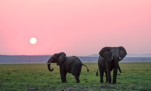 How poaching could be stopped using AI-based camera systems