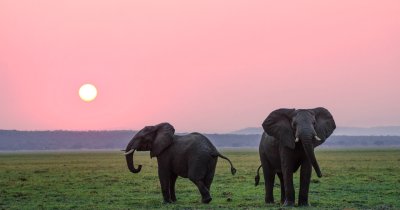 How poaching could be stopped using AI-based camera systems