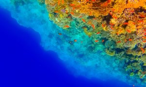 ONU, acord istoric privind protejarea ecosistemelor marine