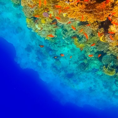 UN signs historic treaty to protect ocean biodiversity