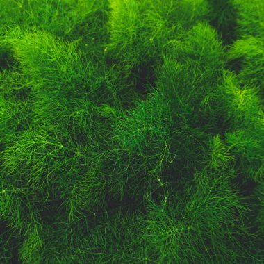 How algae can help us trap CO2 at the bottom of the sea