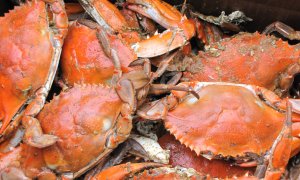 Carapacele crabilor ne-ar putea ajuta să producem baterii mai sustenabile