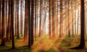 Ziua Pădurilor: cum poți produce sustenabil hârtie, fără să distrugi pădurile