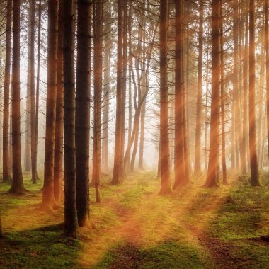 Ziua Pădurilor: cum poți produce sustenabil hârtie, fără să distrugi pădurile