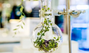 L'Oréal investește într-o companie de biotehnologie pentru a dezvolta ingrediente pe bază de plante