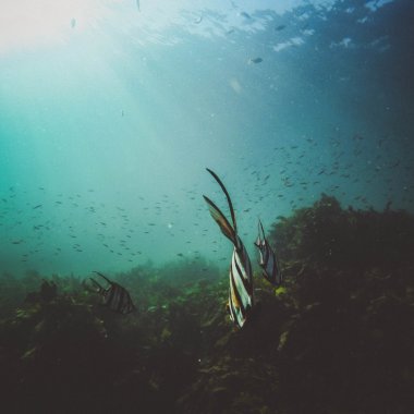 Exploatarea minereurilor oceanice poate produce „daune ireversibile”