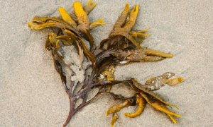 Kelp-based packaging can help us generate lest plastic waste